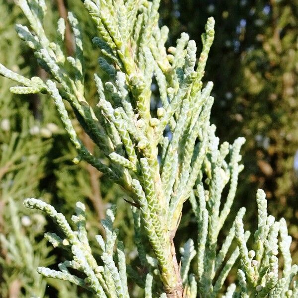 Juniperus scopulorum Blatt