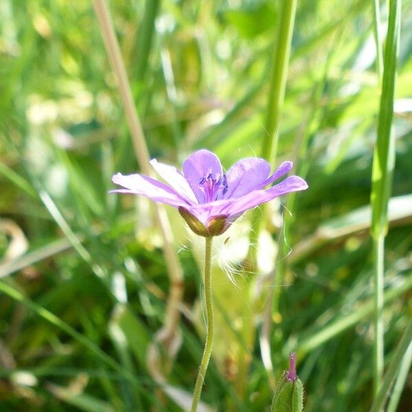 Geranium pyrenaicum Blüte