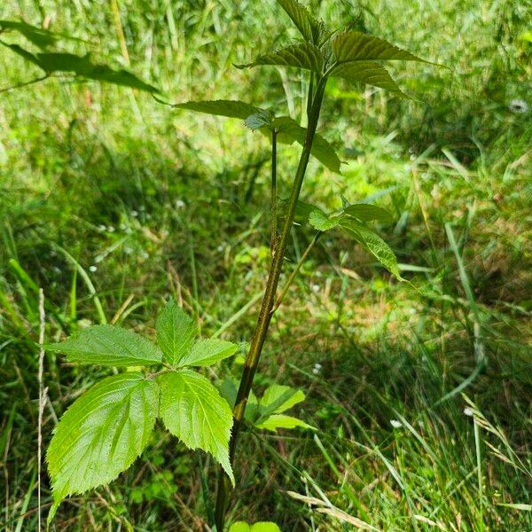 Rubus canadensis 叶