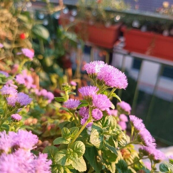 Ageratum houstonianum ফুল