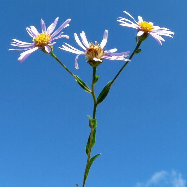 Aster amellus Flor