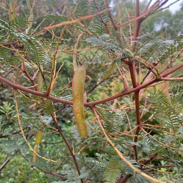 Acacia terminalis Gyümölcs