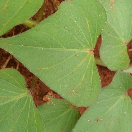 Ipomoea batatas Blad