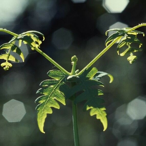 Histiopteris incisa Habitus