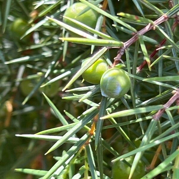 Juniperus oxycedrus Φρούτο