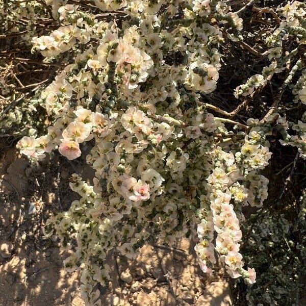 Anabasis articulata Flor