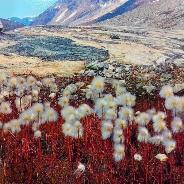 Eriophorum scheuchzeri Çiçek