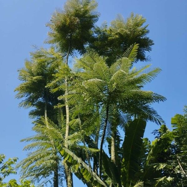 Schizolobium parahyba Ліст