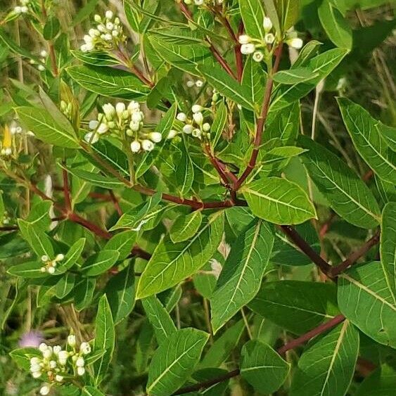 Apocynum cannabinum Flower