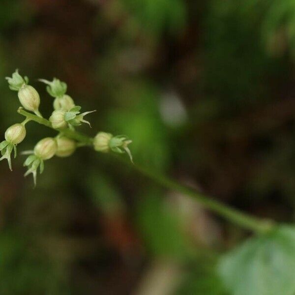 Neottia cordata Цвят