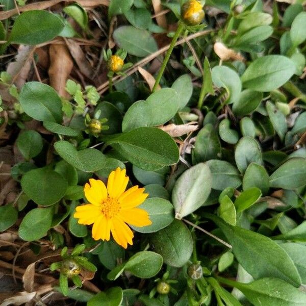 Coreopsis auriculata Flower