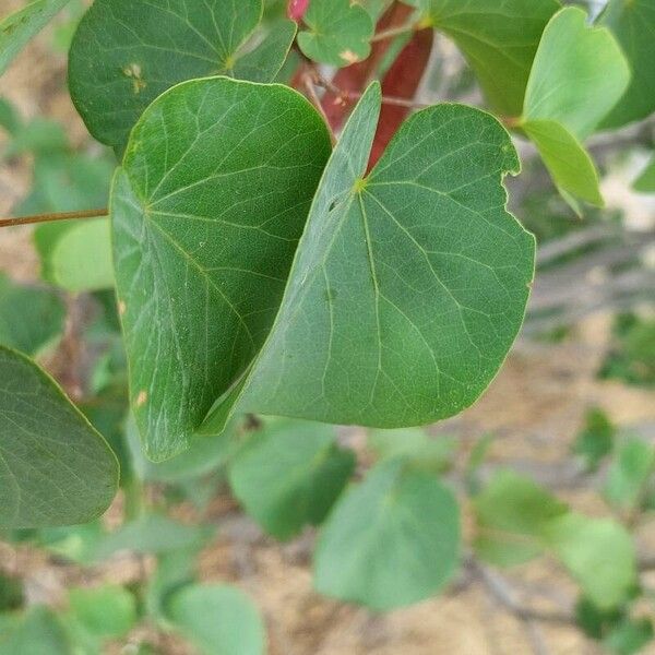 Cercis griffithii Blad