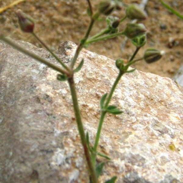 Rhodalsine geniculata Іншае