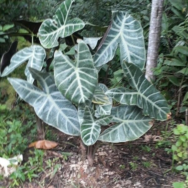 Alocasia sanderiana Frunză