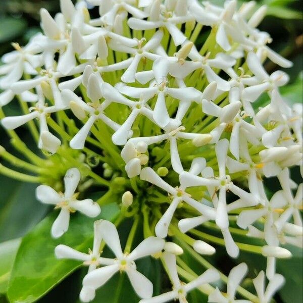 Ixora finlaysoniana Fleur