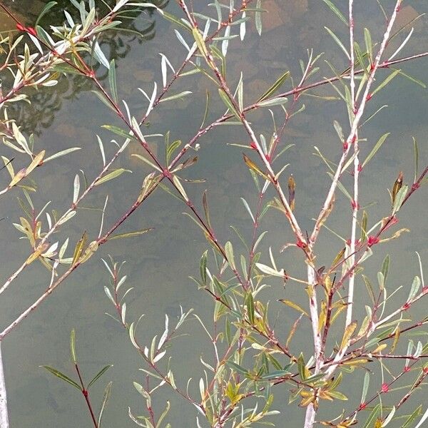 Salix purpurea Облик