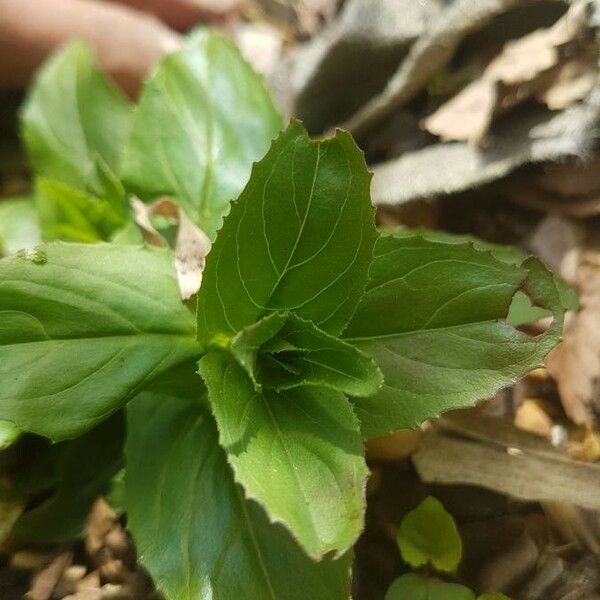 Epilobium montanum Folha