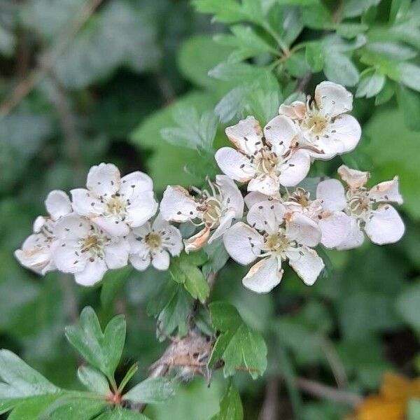 Crataegus azarolus Blüte