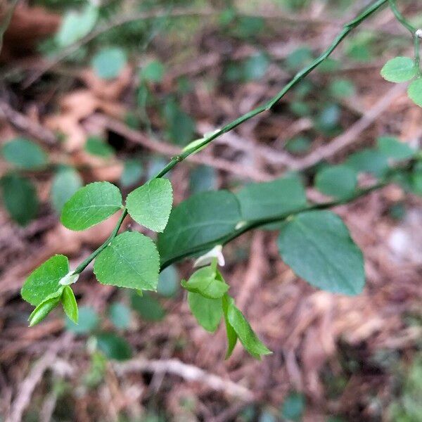 Vaccinium parvifolium Blad