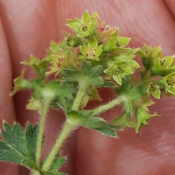 Alchemilla monticola Flor