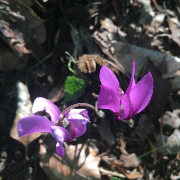 Cyclamen purpurascens Blomst