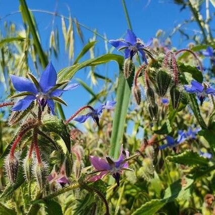 Borago officinalis Цветок