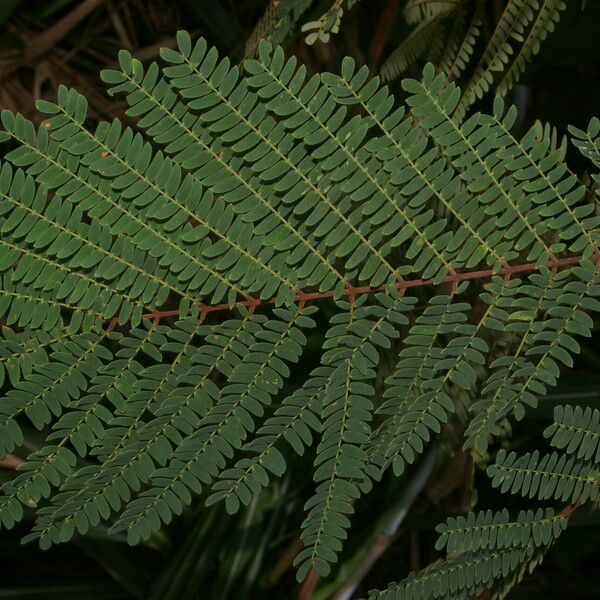 Albizia carbonaria Hábito