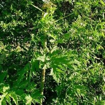 Heracleum mantegazzianum Habit