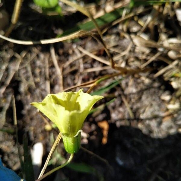 Physalis angustifolia Floro