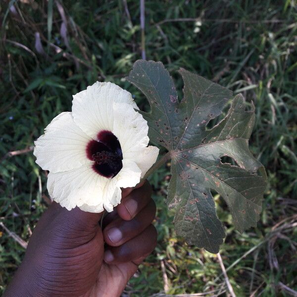 Hibiscus diversifolius Blomst