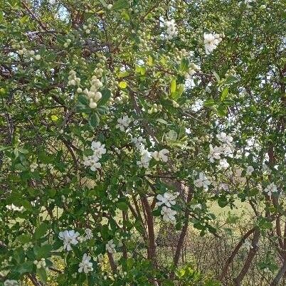 Exochorda racemosa Leaf