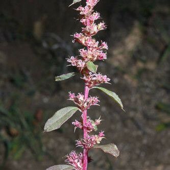 Amaranthus torreyi Květ