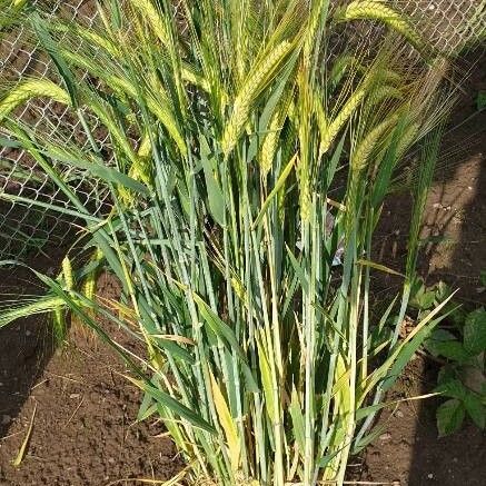 Hordeum vulgare Frucht