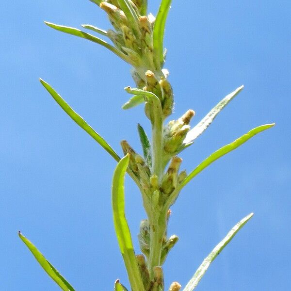 Omalotheca sylvatica പുഷ്പം