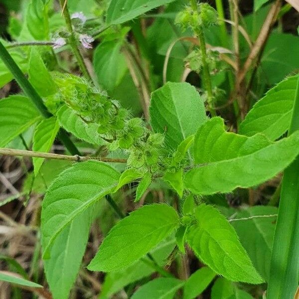 Ocimum × africanum 葉