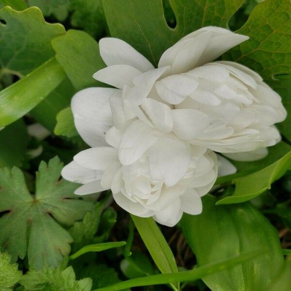 Sanguinaria canadensis Цвят