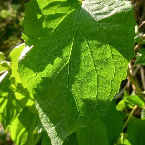 Philadelphus coronarius Blad