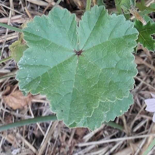 Malva neglecta Levél