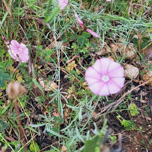 Convolvulus cantabrica Квітка