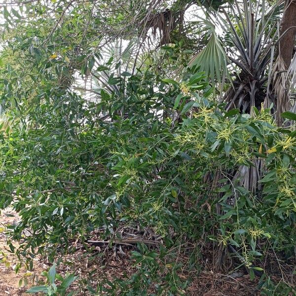 Acacia mangium ശീലം