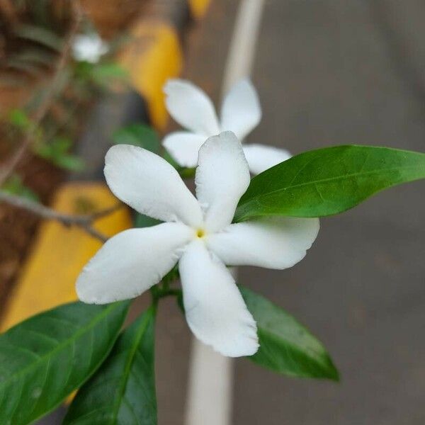 Tabernaemontana divaricata Flower