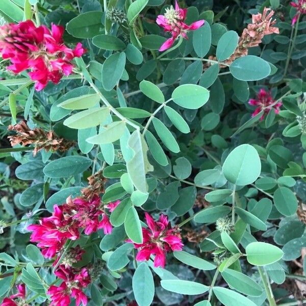 Sulla coronaria Blomma