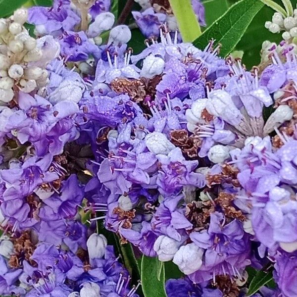 Vitex agnus-castus Flor