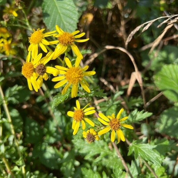 Jacobaea erucifolia ᱵᱟᱦᱟ