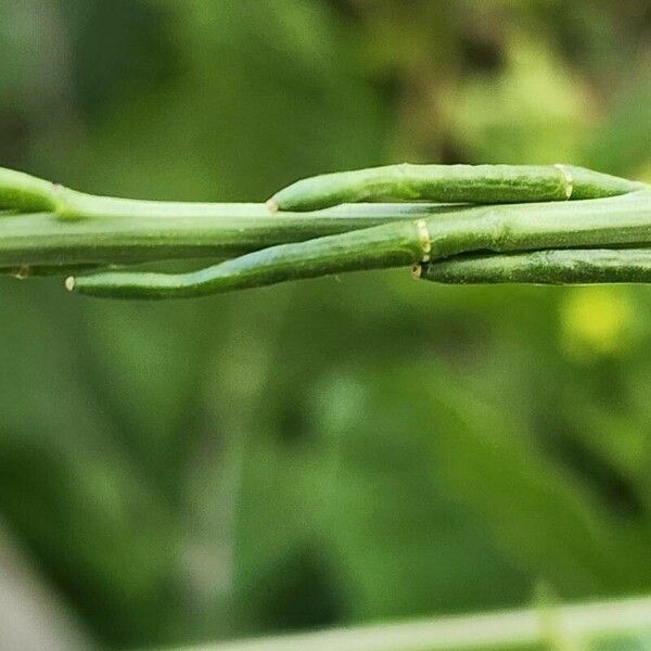 Hirschfeldia incana Frukto