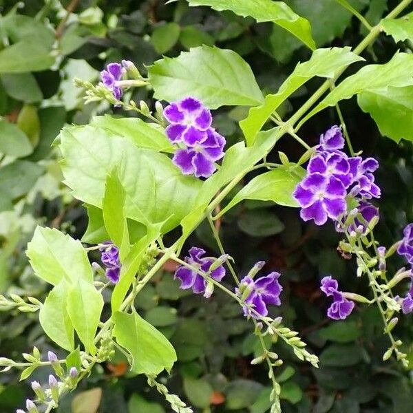 Duranta erecta Kwiat