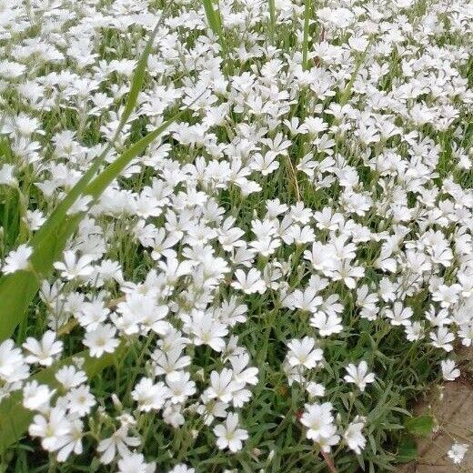 Cerastium tomentosum 花