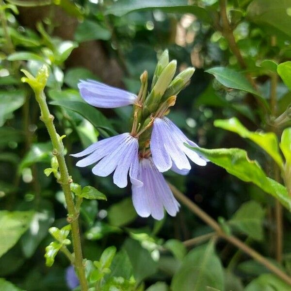 Sclerochiton harveyanus Flower
