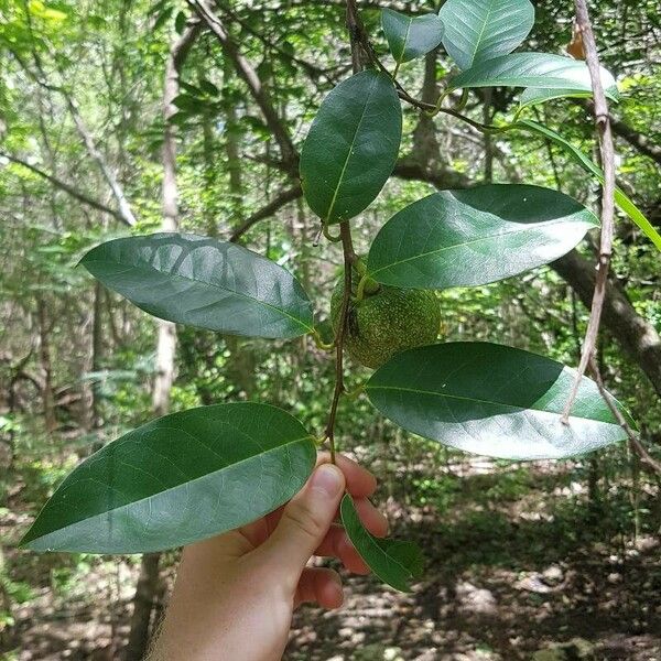 Annona glabra Lehti