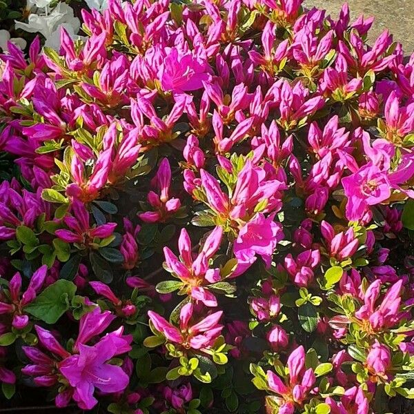 Rhododendron indicum Kvet